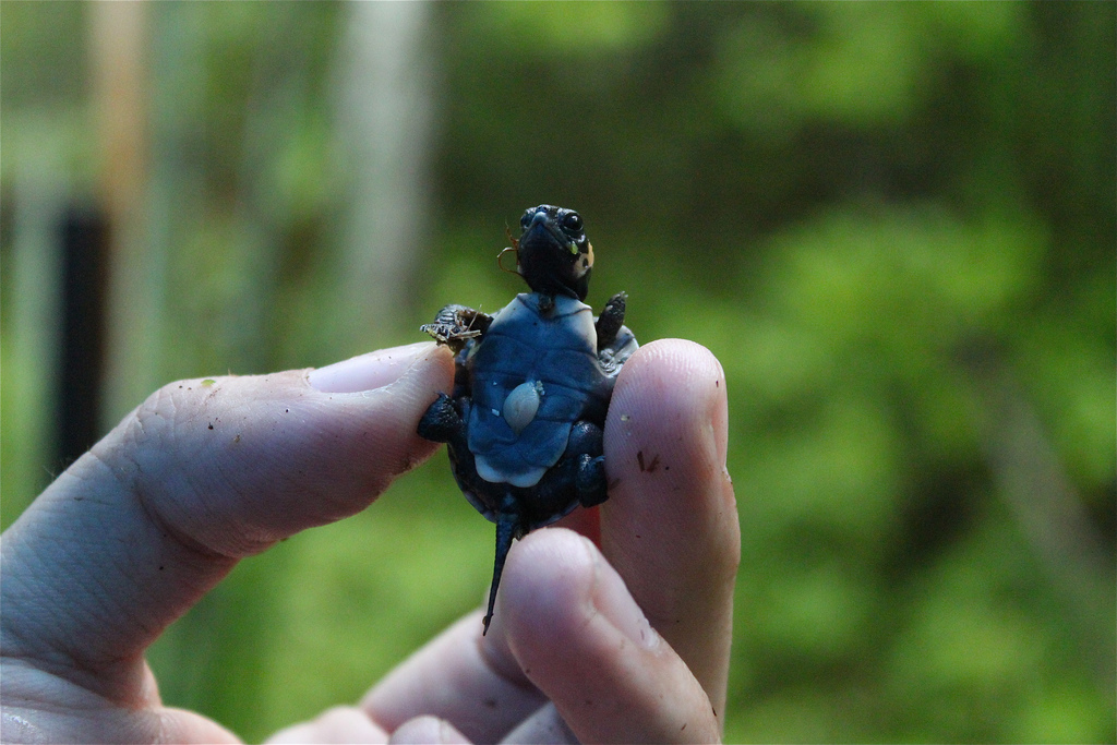 baby bog turtle